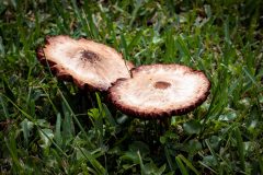 2bigMushroom-scaled