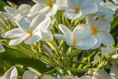 plumeria-scaled