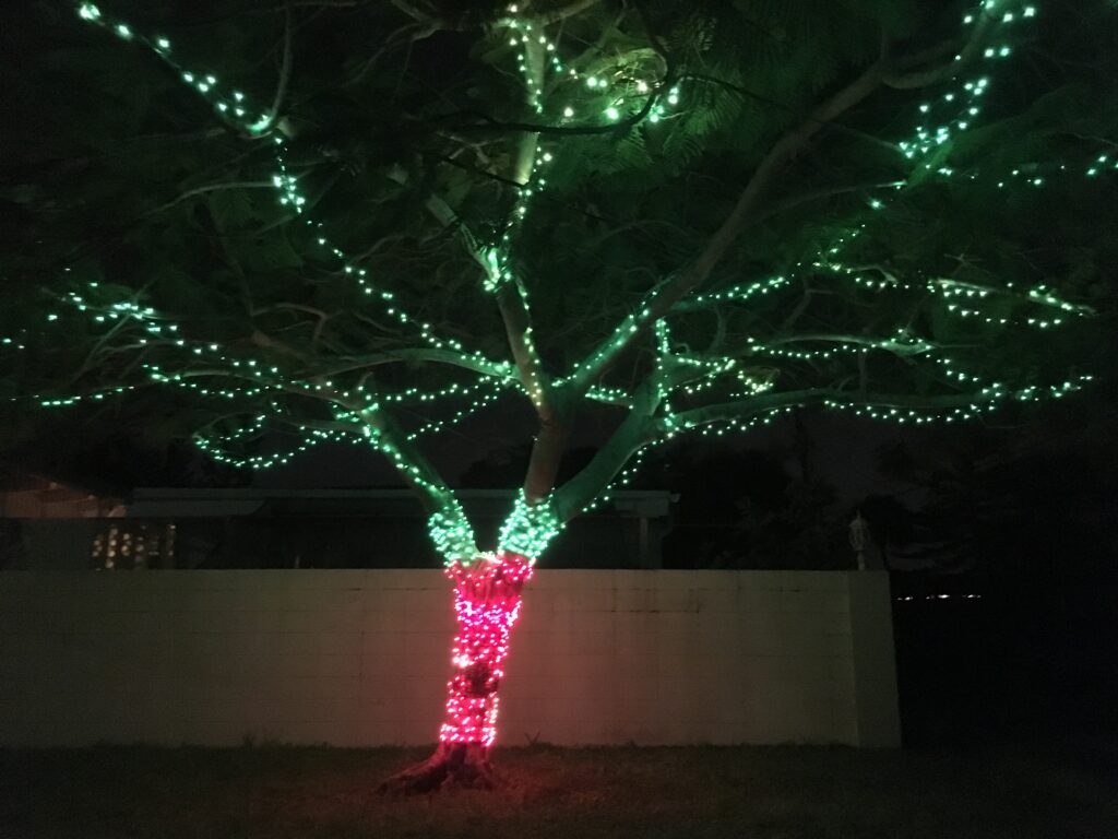 Lit Tree lit tree low light photography