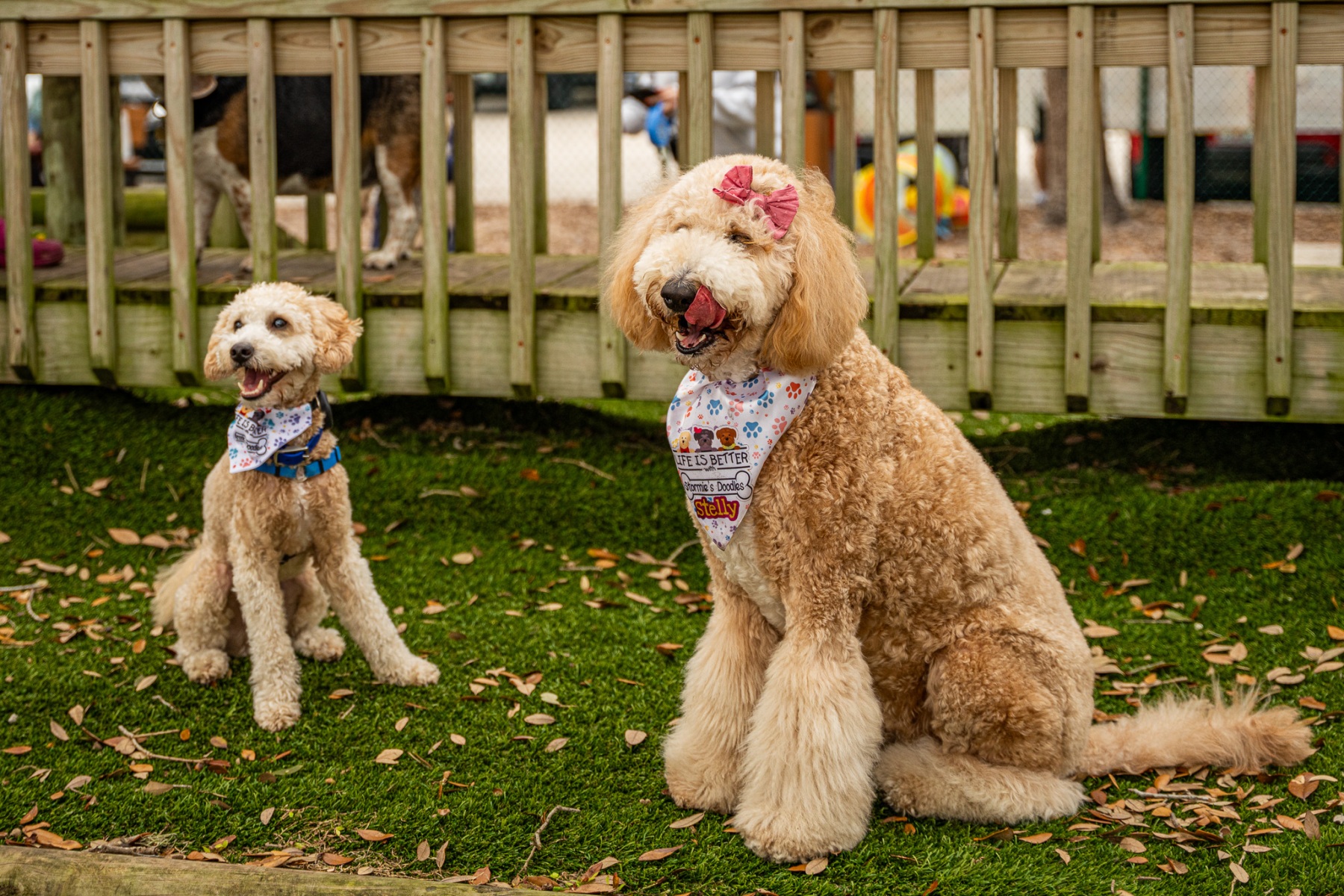 Capturing Canine Charm: Dog Photography Tips for Every Pet Lover